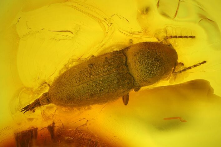 Detailed Fossil Beetle (Coleoptera) in Baltic Amber #173635